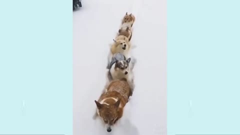 CORGI TRAIN