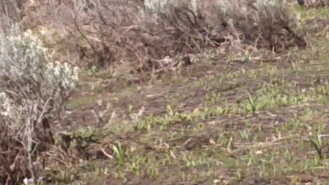 Mountain lion encounter turkey hunting