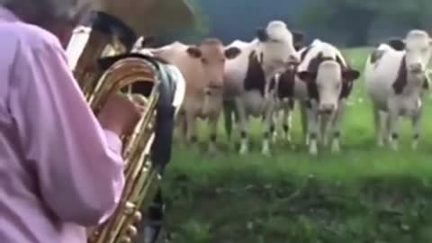 Funny Animal Videos - Music Loving Cows - Really Fantastic