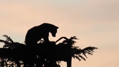 Bear risk it's cubs And Attack an Eagle