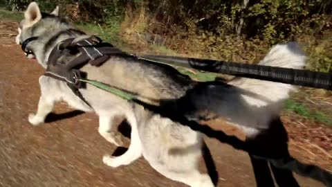 🐕 Siberian Husky Reacts To Electric Training Collar