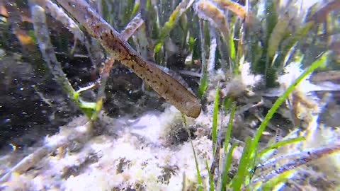 Skinny and Rare Seahorse Looks Like Sea Grass