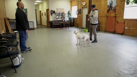 Training pitbull dogs to respond with extreme sensitivity on a leash