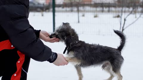 Owner training dog to give five paw and bark exercise