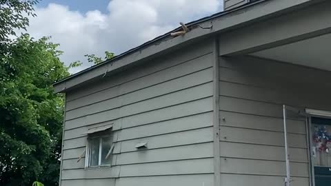 Wild Kitty Naps under Rooftop