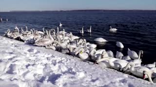 Swans bask in warm waters in Ukrainian winter