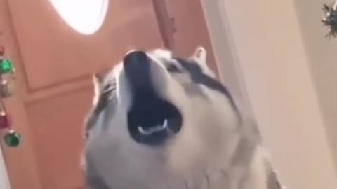 Singing dog