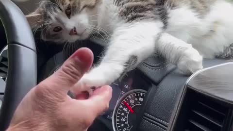 Stop driving and pet me 🐈🏡 Love cats? Like & Share