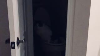 Cat pees in toilet