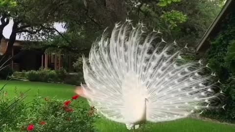 Beautiful peacock in garden with nice feathers