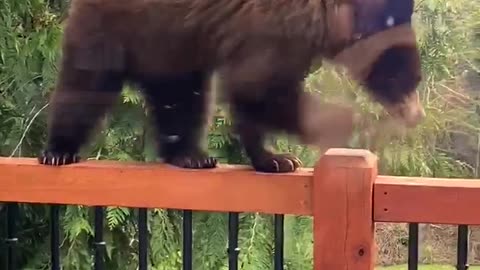 Young Bear Pays Porch a Visit