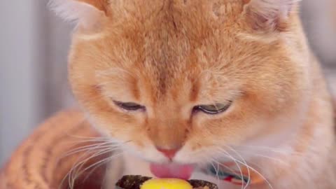 ASMR Cat Eating Delicious Meat Part 6.