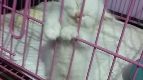 Kitten Falls Asleep Standing Against Kennel