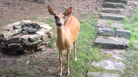 My Pet Deer Loves Beets!