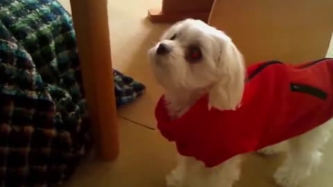 Funny Dogs and Puppies Barking Compilation