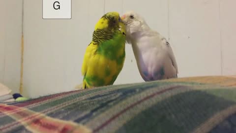 Parakeets kissing