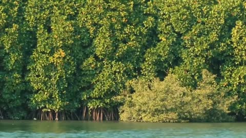 Sundarban _The largest mangrove forest _Unknown facts of the terrifying Sundarban _Mangrove Forest.