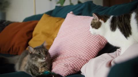 Cats lying on sofa in living room. Domestic animals at home