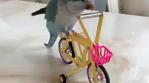 Talented and Beautiful parrot