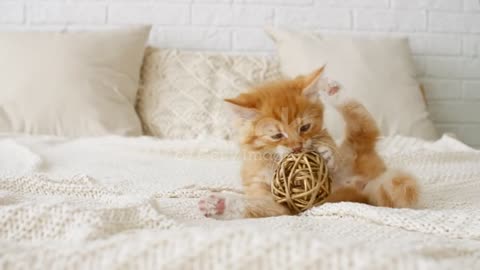 . Cute Ginger Kitten playing with ball.