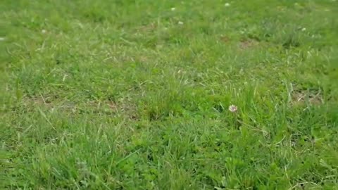 Such a beautiful corgi, taking pictures on the lawn