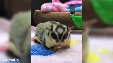 SUGAR GLIDERS Flying | Super Funny and Super Cute Compilation.