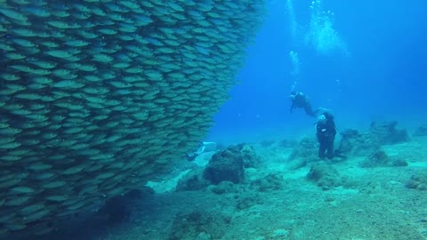 People Swimming Underwater Near a School of Fish