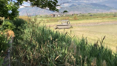 Amphibious Tank Smashing Phragmites