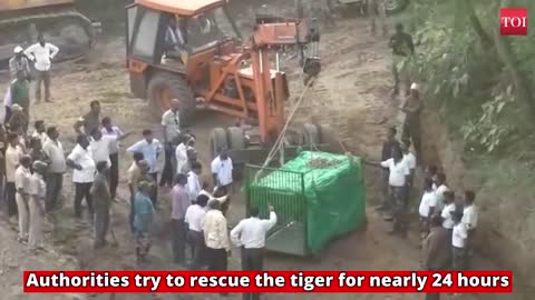 Tiger died after failed rescue mission