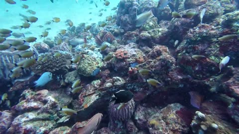 diving in the sea in Sabang