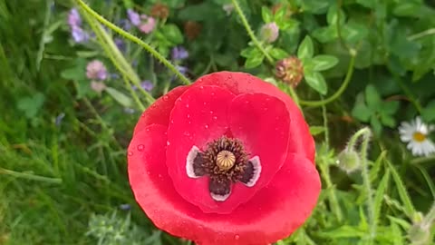 Lovely flowers from my garden