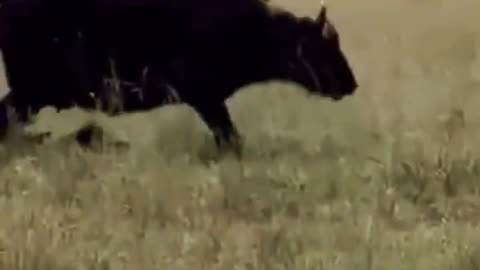 Buffalo battle for new born baby buffalo #shorts #wildlife #lion #buffalo