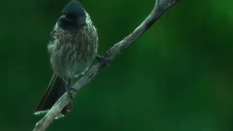 Wildlife in closer view with a natural perspective. Birds