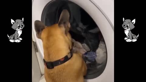 Vídeos divertidos🤣 ,graciosos de gatos🐱 y perros🐕,funny cats and dogs🐩