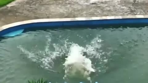 When you teach your dog to play on slides🤣😍🐶| Funny Video| #dog