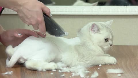 British shorthair white grooming. Cat getting haircut, hair clipper