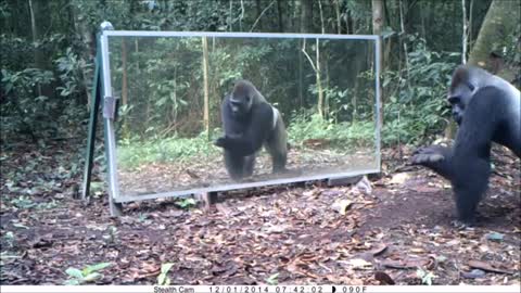 This Silverback thinks this intruder in the mirror (his own reflection) comes to steal his wives