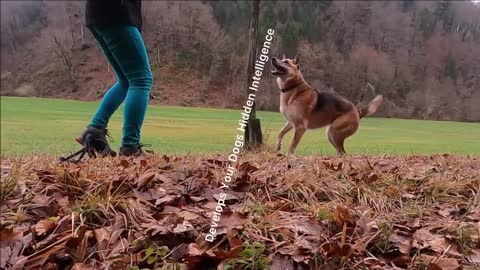 dog_training_tips_and_tricks