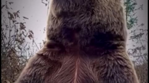 A close-up of a grizzly bear