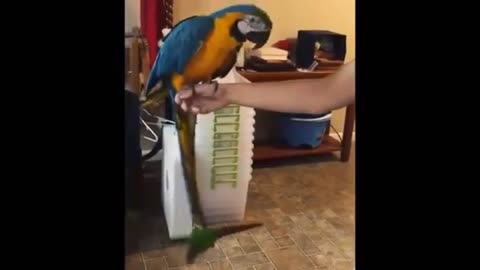 Funny Parrot 😂😂😂