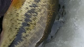 Billings Montana Largemouth Bass Ice Fishing