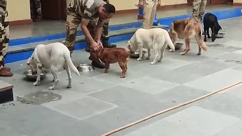 CISF_Dog_Squad_feeding_routine._#cisf#dmrc#dog(720p)