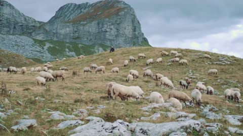 White and some black sheep grazing in dried grass