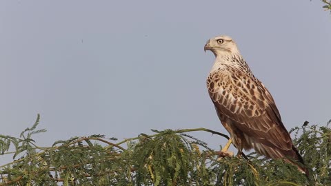 Watch a hawk peeking around with great music