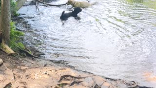 Determined lab fetching huge stick