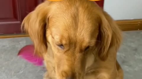 Ohh No ...I missed it Dog funny reaction on magic trick