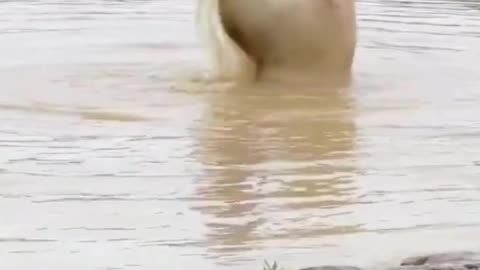 Giant Bear Plays with Ball and Jumps into Pond—A Gentle Giant! 🐻⚽