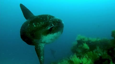 Scuba diver swims among one of the world's most bizarre fish