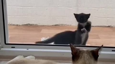 Kitten wants to see mom