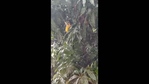 Birds eating fresh mangoes in the forest